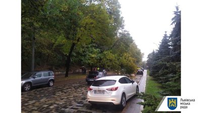 У Львові на вулиці Вітовського дерево впало на трамвайну колію (ФОТО)