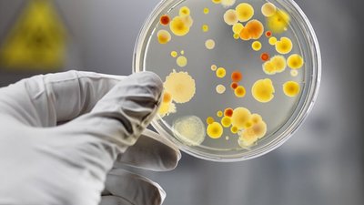 У курятині, експортованій з Польщі українським споживачам, знайшли сальмонеллу