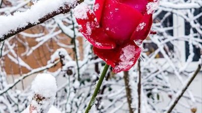 В Україні очікується помірно прохолодна погода, місцями мокрий сніг та дощ