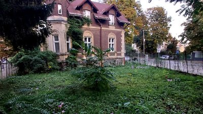 Вулиці Львова вкрилися цвітінням осінніх крокусів (ФОТО)