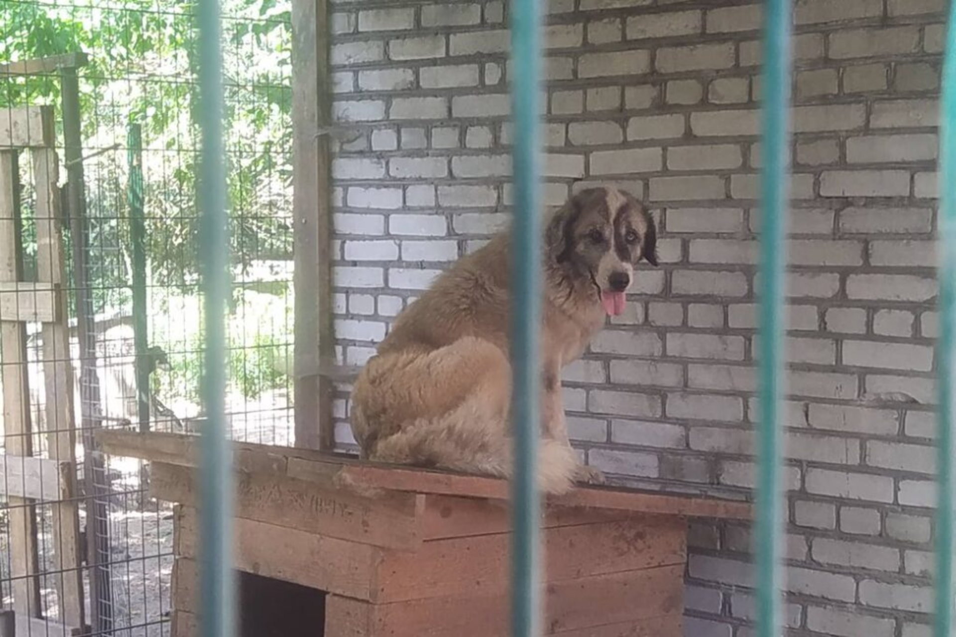 Джессі з Харкова. Суспільне Львів