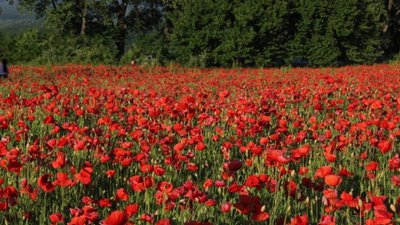 У Львівській області виявили посіви снодійного маку та конопель