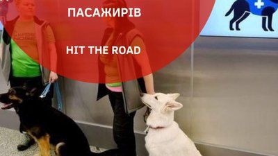 В аеропорту Гельсінкі собак почали використовувати для виявлення коронавірусу у пасажирів