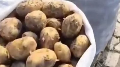 Скільки у Львові коштує молода картопля (ВІДЕО)