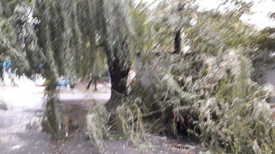 У Бориславі чоловіка вбило гілкою дерева