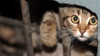 У Львові стерилізуватимуть котів-безхатьків