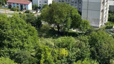 У Львові на Під Голоском вирубали дерева