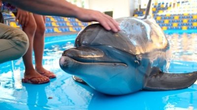 В Одесі дельфін ледь не відкусив дитині руку (ВІДЕО)