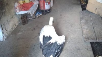 На Львівщині діти викликали рятувальників для порятунку лелеки