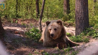 Сезон відкрито: на Львівщині ведмеді з притулку “Домажир” готові зустрічати відвідувачів