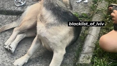 У Львові викрадають автомобільні значки (ФОТО)