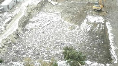 У Львові вирубають сосни під чергове будівництво (ФОТО)