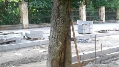 У Львові заради велодоріжки зрубають три дерева (ФОТО)