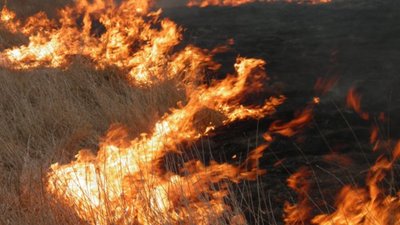 Упродовж доби на Львівщині ліквідували 12 пожеж сухої трави