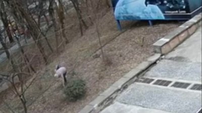 У Львові жінка вкрала з території парку посаджені рослини (ВІДЕО)