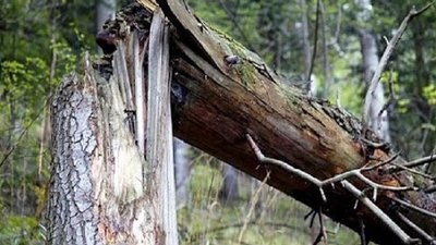 На Сокальщині дерево впало на проїжджу частину (ФОТО)