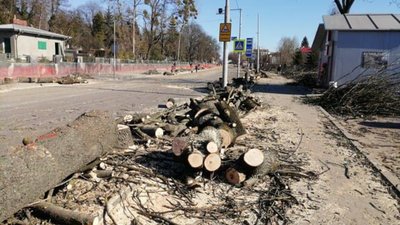 У Львові через ремонт вулиці Шевченка масово зрізають дерева (ФОТО)