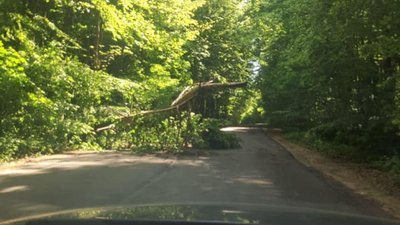 У Львові дерево заблокувало дорогу на цвинтар (ФОТО)