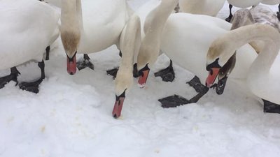 В Україні зафіксували ще один спалах пташиного грипу