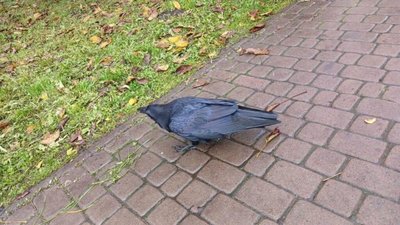 У центрі Львова гуляє крук