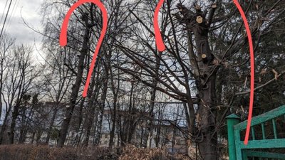 У Львові на одній із вулиць знищили дерева (ФОТО)
