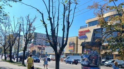 У Львові знищили липи