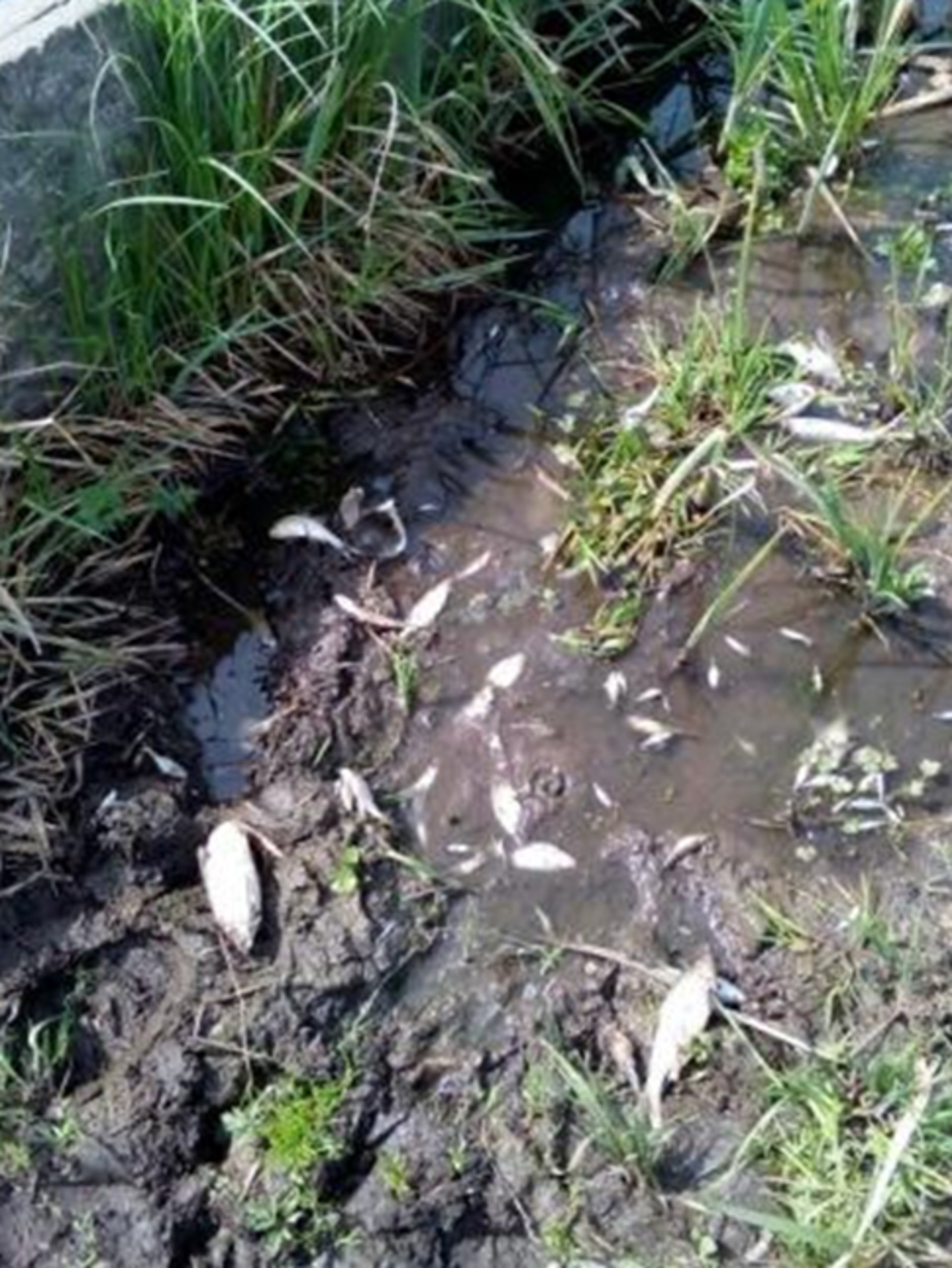 Фото: Держекоінспекція у Львівській області