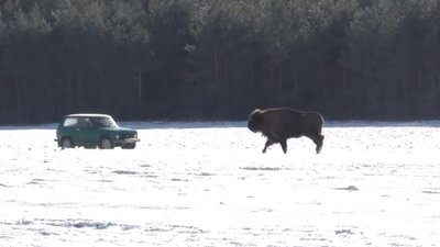 На Львівщині проведуть спецоперацію з порятунку 20-річної самки зубра (ВІДЕО)