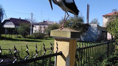 На Львівщині шукають господарів для самотнього лелеки