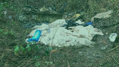 На Яворівщині невідомі викинули майже два десятки мертвих свиней (ФОТО)