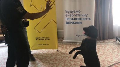 На Форумі місцевого розвитку зафіксували незвичного гостя (ВІДЕО)