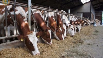 Уряд розширив напрями підтримки галузі тваринництва