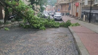 У центрі Львова впало дерево (ФОТО)