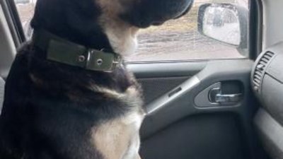На Львівщині застрелили собаку військового: вони разом повернулися з фронту