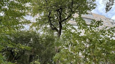 На Львівщині за рубку 311 дерев відшкодували майже 3 млн грн шкоди
