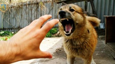 На Львівщині інформують: що необхідно знати про сказ і як діяти
