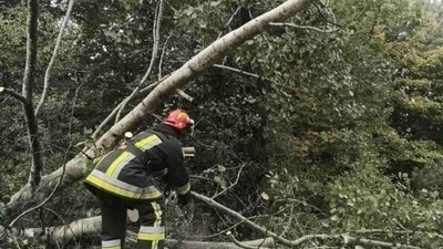 На Львівщині дерево перекрило рух на трасі