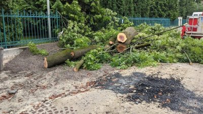 У Львові на Пекарській зрізали два дерева (ФОТО)