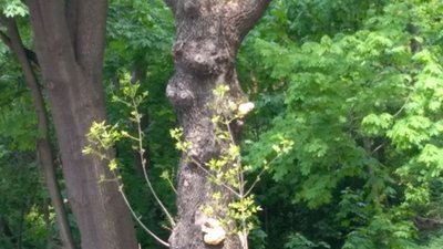 У Львові сухе дерево може обірвати дроти трамвайної лінії (ФОТО)