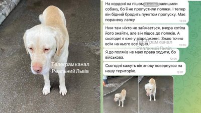 На кордоні з Польщею залишили собаку