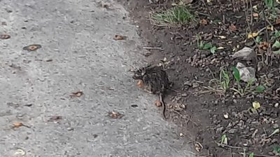 У Львові повідомляють про нашестя щурів (ВІДЕО)