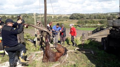 У Мостиському районі рятувальники витягнули із криниці коня (ФОТО, ВІДЕО)