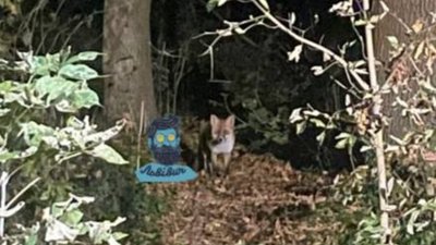 У Львові у парку бігають лисиці