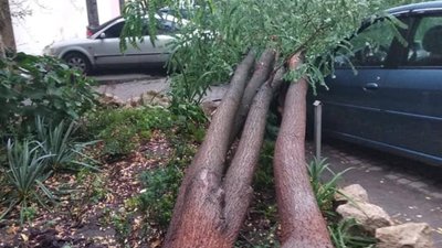 У Львові на автомобілі впало дерево