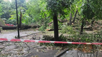 У Львові на Київській впало дерево (ФОТО)