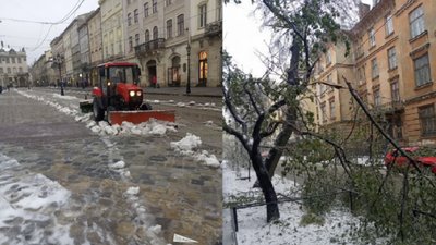 У Львові через негоду впало 119 дерев