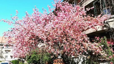 Чарівно: вулиці Ужгорода "заполонили" сакури (ФОТОРЕПОРТАЖ)
