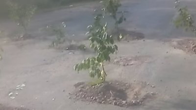 На Київщині люди посадили дерева у вибоїнах (ВІДЕО)