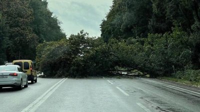 На трасі зі Львова до Городка на дорогу впало дерево (ФОТО)