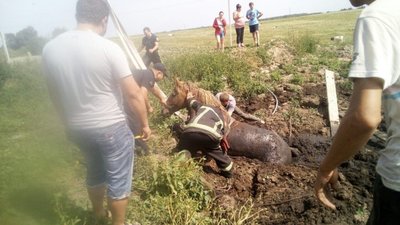 На Львівщині з вигрібної ями витягли коня (ФОТО)